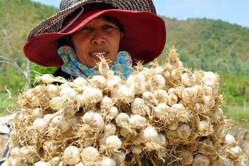 Ăn tại ruộng, nông dân đảo Lý Sơn hối hả chuẩn bị vụ tỏi mới