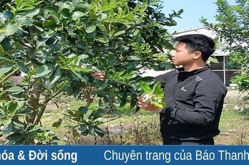 Rời phố... về quê khởi nghiệp
