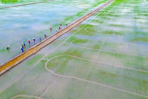 Nông dân xuất sắc sản xuất gạo hữu cơ