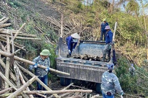 Tập trung khôi phục sản xuất lâm nghiệp