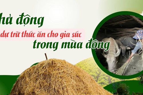 Chủ động dự trữ thức ăn cho gia súc trong mùa đông