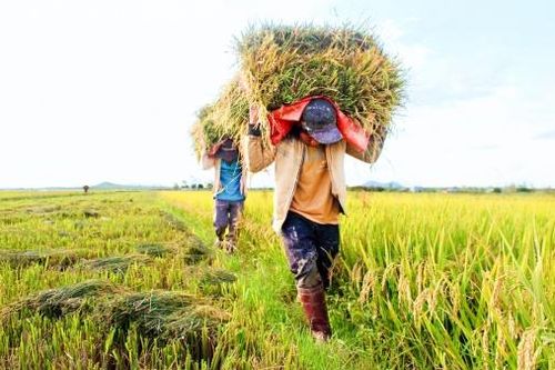 Tăng trưởng ngành Nông nghiệp chưa đạt kỳ vọng