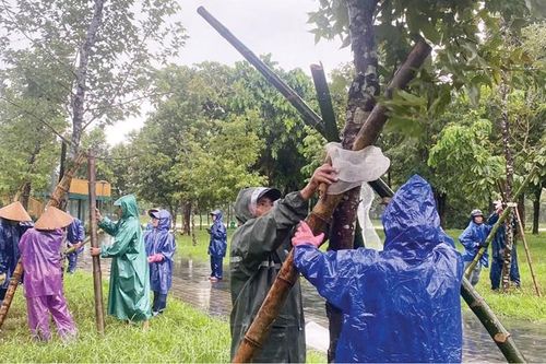 Cắt tỉa cây xanh để đảm bảo an toàn trong mùa mưa bão