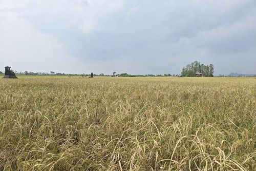 Hải Phòng: Năng suất lúa mùa giảm mạnh do bị ảnh hưởng của bão số 3