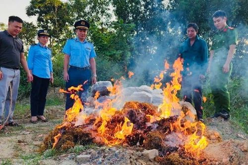 Thanh Hóa: Xử phạt, tiêu hủy 5,2 tạ măng không rõ nguồn gốc, xuất xứ
