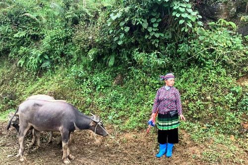 Trao 35 con trâu làm giống và sức kéo cho người dân Lào Cai bị thiệt hại sau bão số 3
