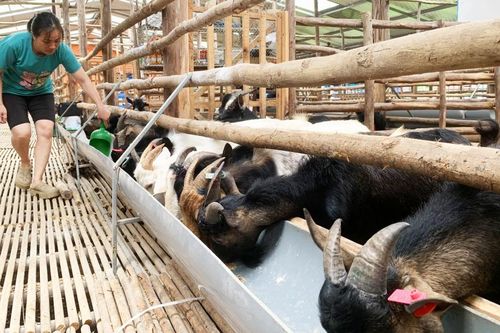 Chăn nuôi dê thương phẩm mở hướng làm giàu ở Minh Tâm