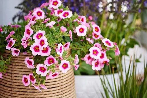 Cách trồng dạ yến thảo bằng cành, sau 2 tháng sẽ cho hoa rực rỡ