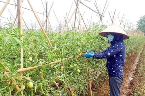 Nông dân Hà Nội tập trung sản xuất vụ cuối năm