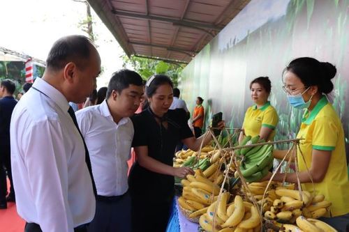 Việt Nam trở thành nguồn cung chuối lớn nhất cho Trung Quốc