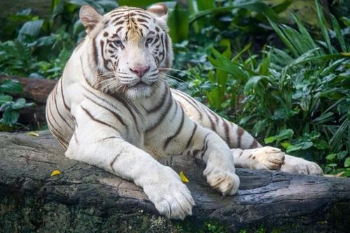 Tận mục hổ nhạt, loài hổ siêu quý hiếm may lắm mới nhìn thấy