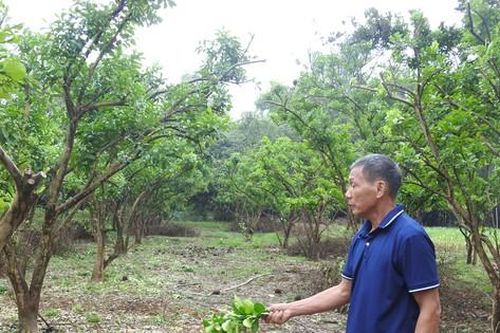 Đặc sản nổi tiếng đất Tổ hồi sinh sau bão số 3