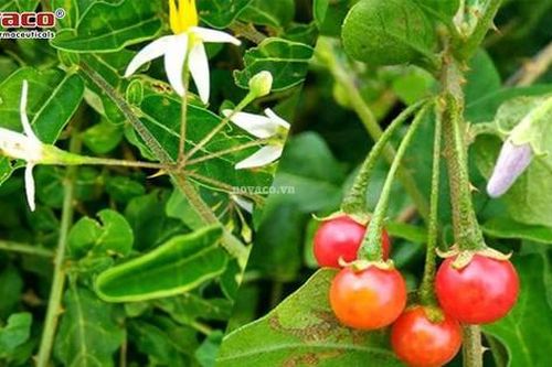 Bé gái 8 tuổi tử vong do ăn quá nhiều quả cà gai leo
