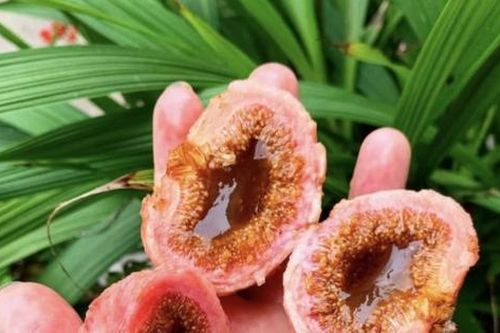 Nhập viện cấp cứu sau nhiều ngày liên tục ăn quả ngõa mật