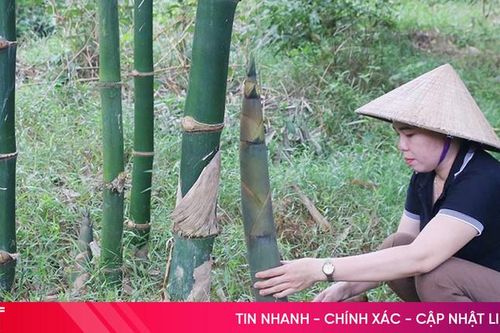 Trồng cây tre quý, nông dân Vũ Quang thu hàng trăm triệu đồng