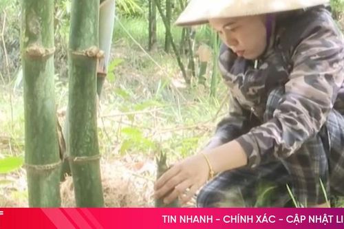 Nông dân trồng cây tre lạ, thu hàng trăm triệu đồng