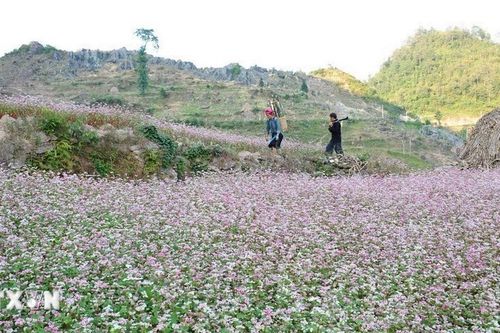 Hà Giang: Nhiều hoạt động hấp dẫn trong Lễ hội hoa tam giác mạch năm 2024