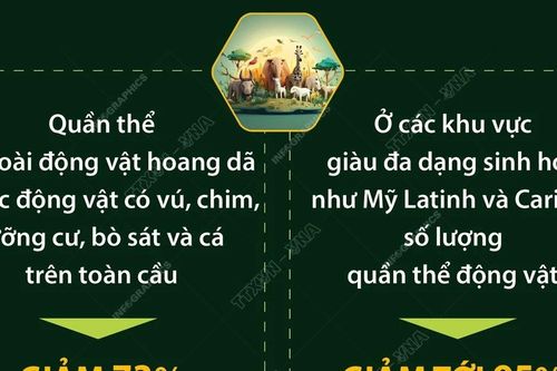 Quần thể động vật hoang dã trên thế giới giảm 70% trong 50 năm qua