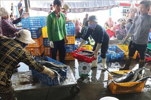 Nhiều tàu nằm bờ vì giá cá ngừ vằn giảm mạnh