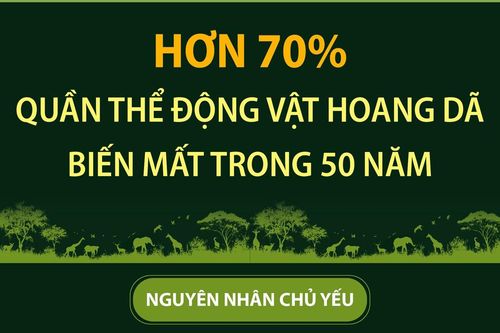 Hơn 70% quần thể động vật hoang dã biến mất trong 50 năm