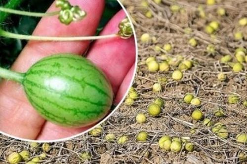 Quả quen thuộc bị đồn có độc mà đắt gấp 10 lần loại thông thường