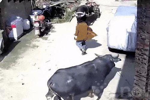 Clip: Lao ra chặn đầu trâu 'điên', cụ ông bị húc gãy 10 xương sườn