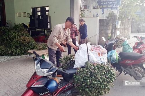 Hải Phòng: Thận trọng mở rộng diện tích khi cau tăng giá