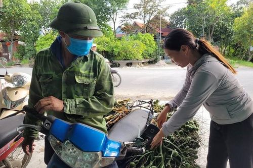 Trung Quốc bất ngờ ngừng thu mua, giá cau tươi cắm đầu lao dốc, rớt 50 giá chỉ trong vài ngày