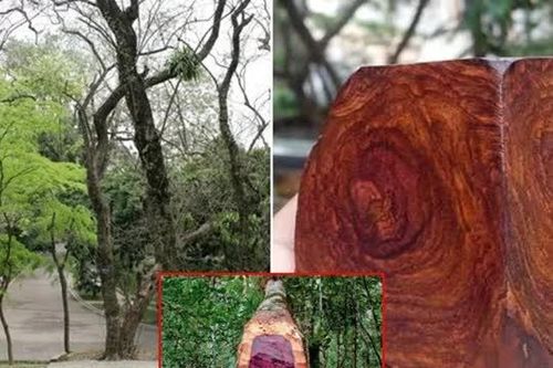 Loại gỗ quý là 'khối vàng lộ thiên': Thuộc nhóm 1 trong sách đỏ Việt Nam, bị săn lùng ráo riết