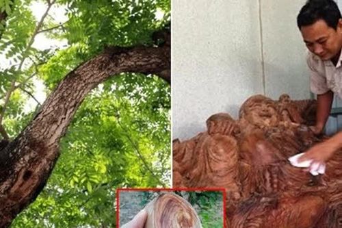 Người đàn ông Cà Mau đào được nửa tấn gỗ quý nhất Việt Nam, 'vứt xó' 2 năm, đại gia trả tiền tỷ không bán