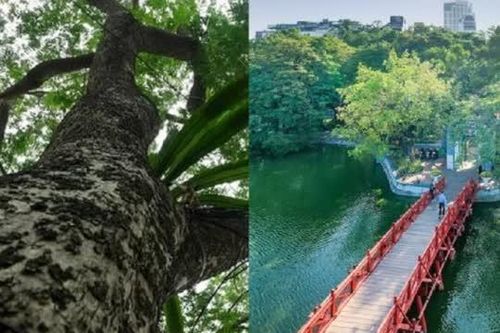 Cây gỗ quý hiếm trồng ở bờ hồ Hoàn Kiếm được ví như 'khối vàng lộ thiên', mỗi cây hơn 20 tỷ đồng