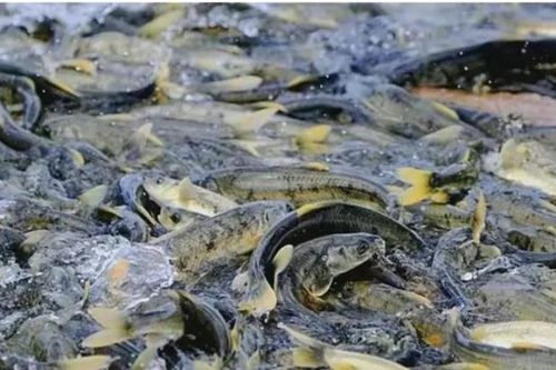 Hồ này ở Tây Tạng có đến 800 triệu kg cá, nhưng không một ai dám bắt, là vì lý do tâm linh?