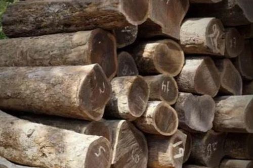 Loại gỗ quý hiếm sắp tuyệt chủng: Thuộc loại cứng và nặng nhất thế giới, chìm trong nước!