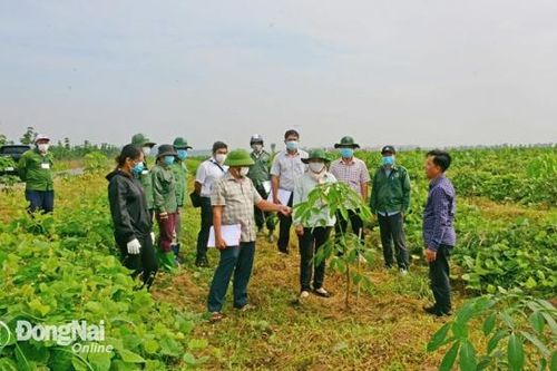 Thu hồi hơn 48 hécta đất của Công ty cao su Đồng Nai tại Long Khánh