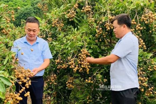 Hội Nông dân xã Đồng Tân sát cánh với nông dân phát triển kinh tế