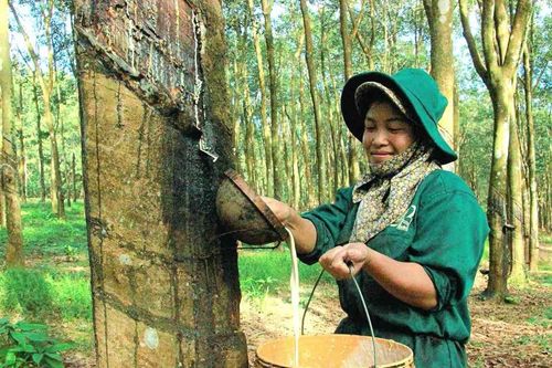 Giá bán mủ cao su ước tăng 24%, Cao su Việt Nam (GVR) có thể tăng kế hoạch kinh doanh
