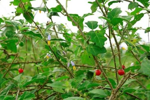 Quảng Bình: Bệnh nhi 8 tuổi tử vong nghi do ngộ độc cà gai leo trên rừng
