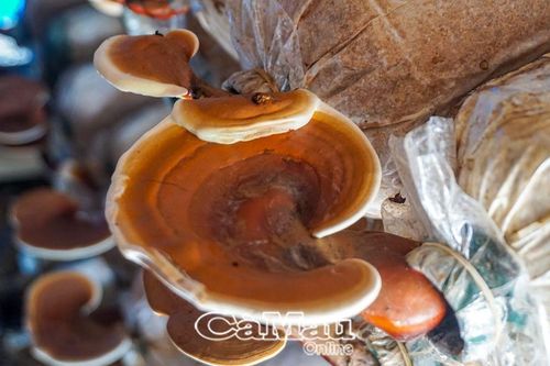 Triển vọng nghề trồng nấm