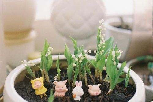 Rộ trào lưu tự trồng hoa linh lan cho đám cưới chính mình của giới trẻ Việt