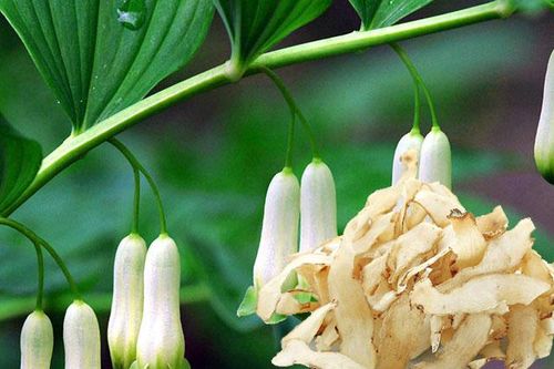 Món ăn từ ngọc trúc cải thiện sức khỏe