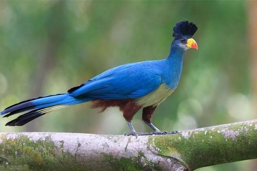 Màu sắc độc đáo của loài chim đặc hữu chỉ có ở châu Phi