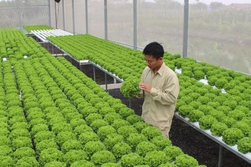 Mở lối cho nông nghiệp công nghệ cao