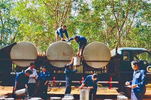 Công ty cổ phần Cao su Đắk Lắk (Dakruco): Hướng tới phát triển ngành cao su bền vững