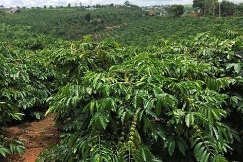 Đắk Nông: cần hơn 255.000 lao động để thu hoạch niên vụ cà phê năm 2024