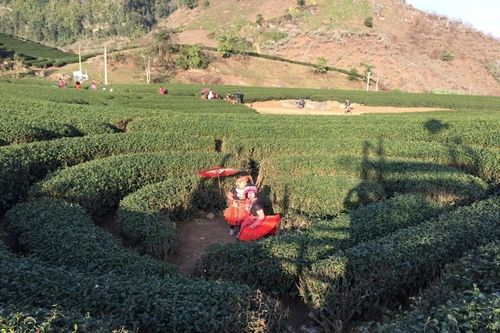 Đánh thức tiềm năng du lịch ở vùng chè Đông Bắc