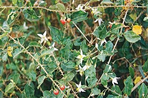 Bé gái 8 tuổi ở Quảng Bình tử vong do ăn cà gai leo