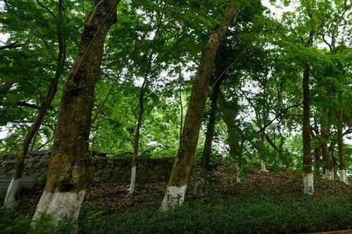 Loài cây gỗ là 'vàng lộ thiên' hiện diện trên núi ở Hà Nội
