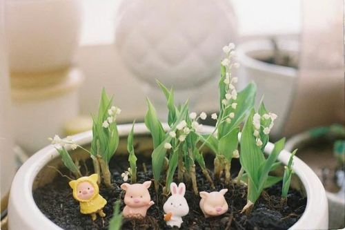 Trào lưu tự trồng hoa linh lan cho đám cưới của bản thân