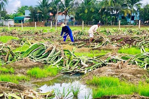 Than sinh học từ thân cây thanh long