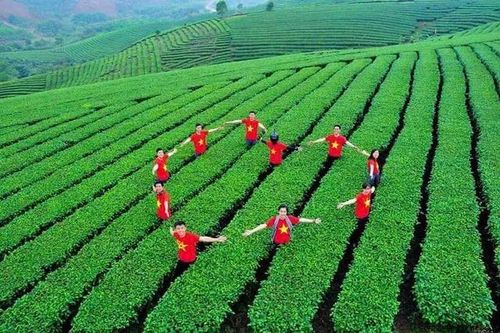 Lễ hội Trà Đường Hoa đã sẵn sàng chào đón du khách